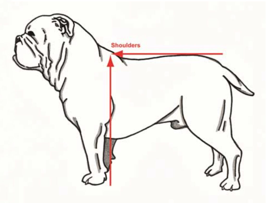 measuring your bulldog