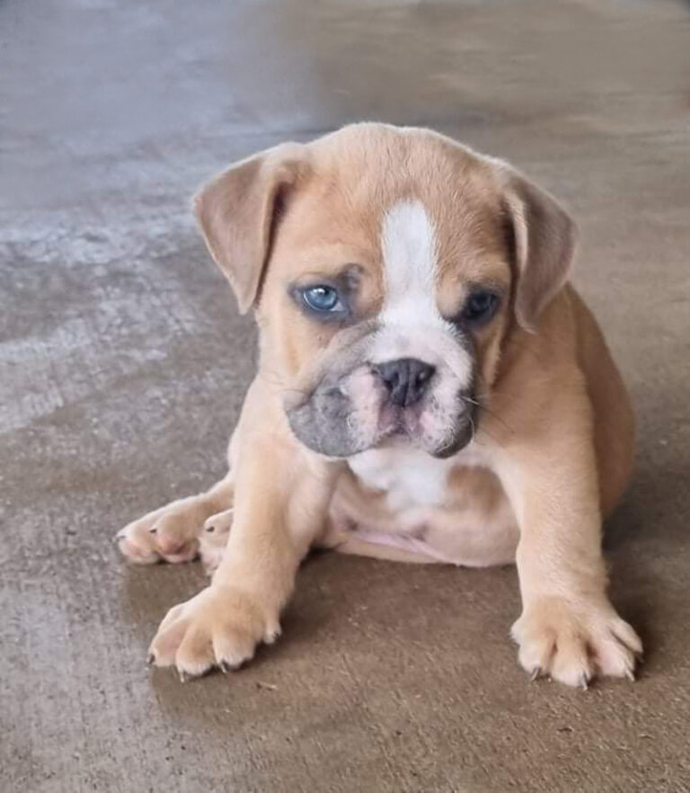 Miniature Australian Bulldog Register Miniature Australian Bulldog Register